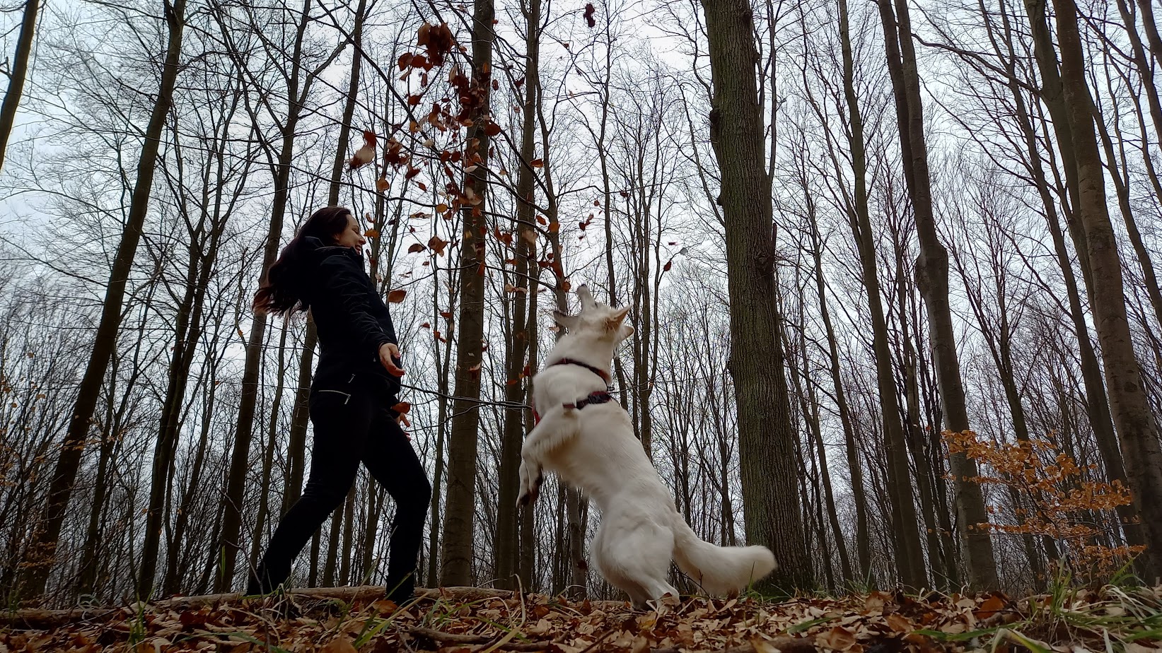 Kontakt w sprawie szkolenia psa w Szczecinie