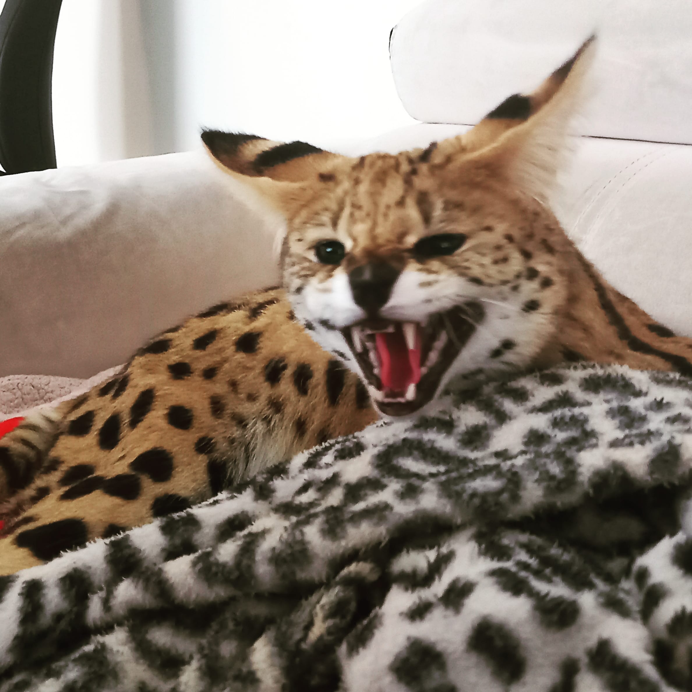 Wsparcie emocjonalne dla opiekuna psa – spokojny opiekun