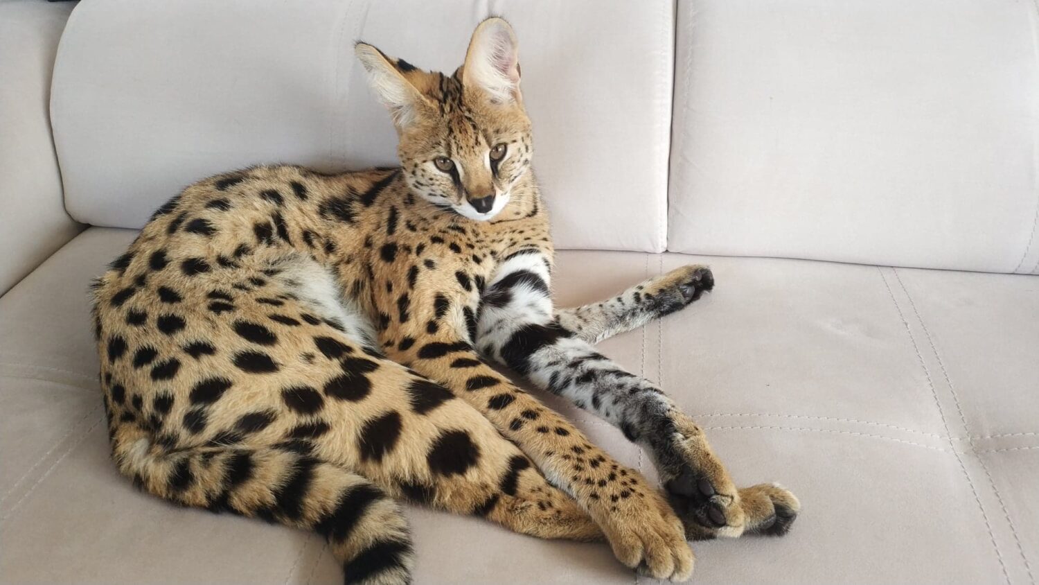 Meya - zdjęcie z galerii 1