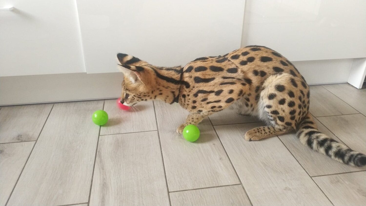 Meya - zdjęcie z galerii 4