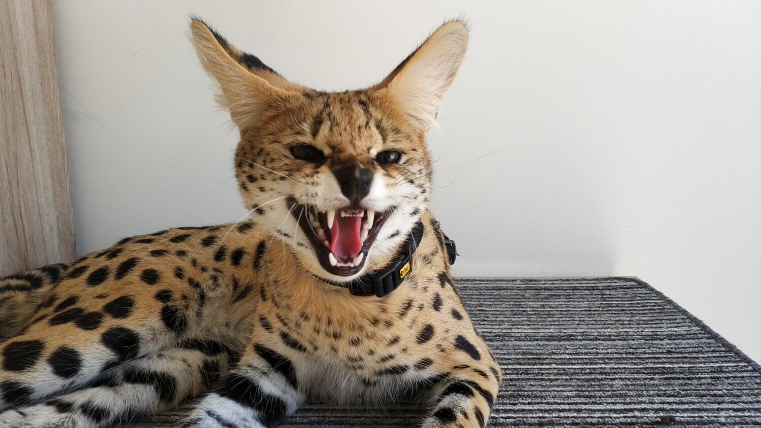 Meya - zdjęcie z galerii 2