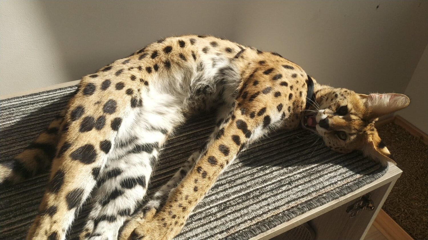 Meya - zdjęcie z galerii 5