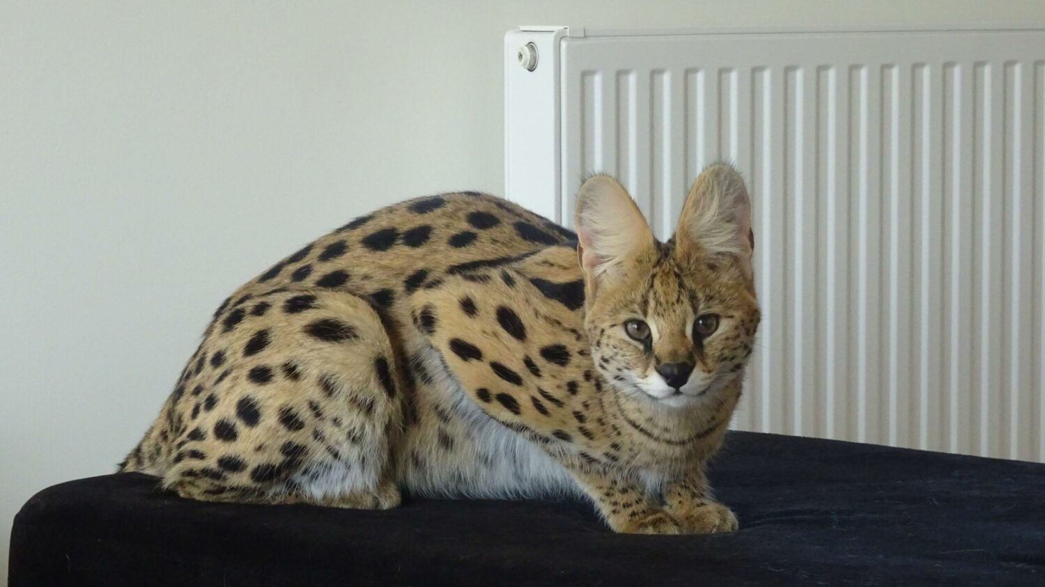 Serwal afrykański i jego opiekun