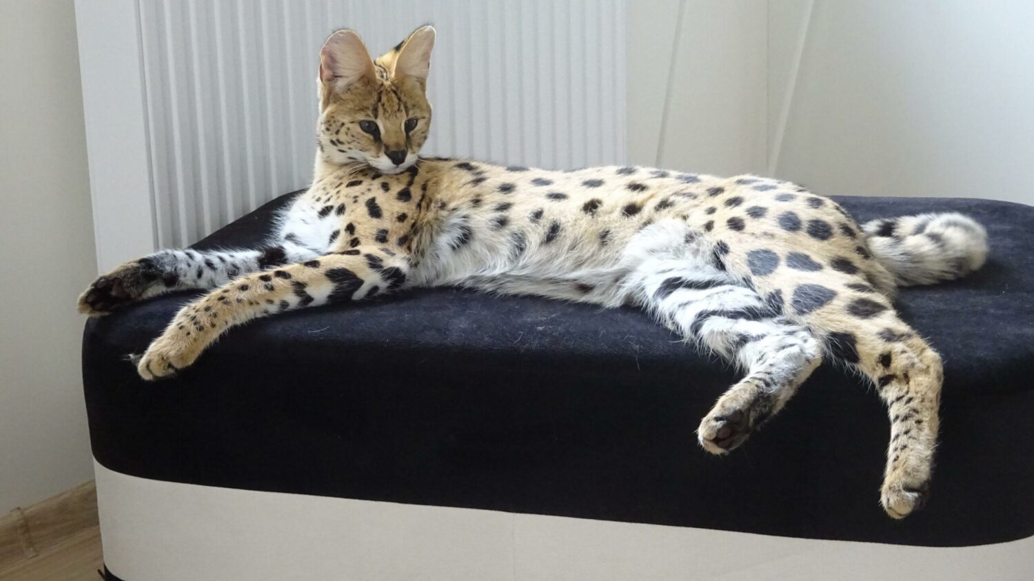 Meya - zdjęcie z galerii 3