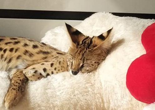 Meya - zdjęcie z galerii 6