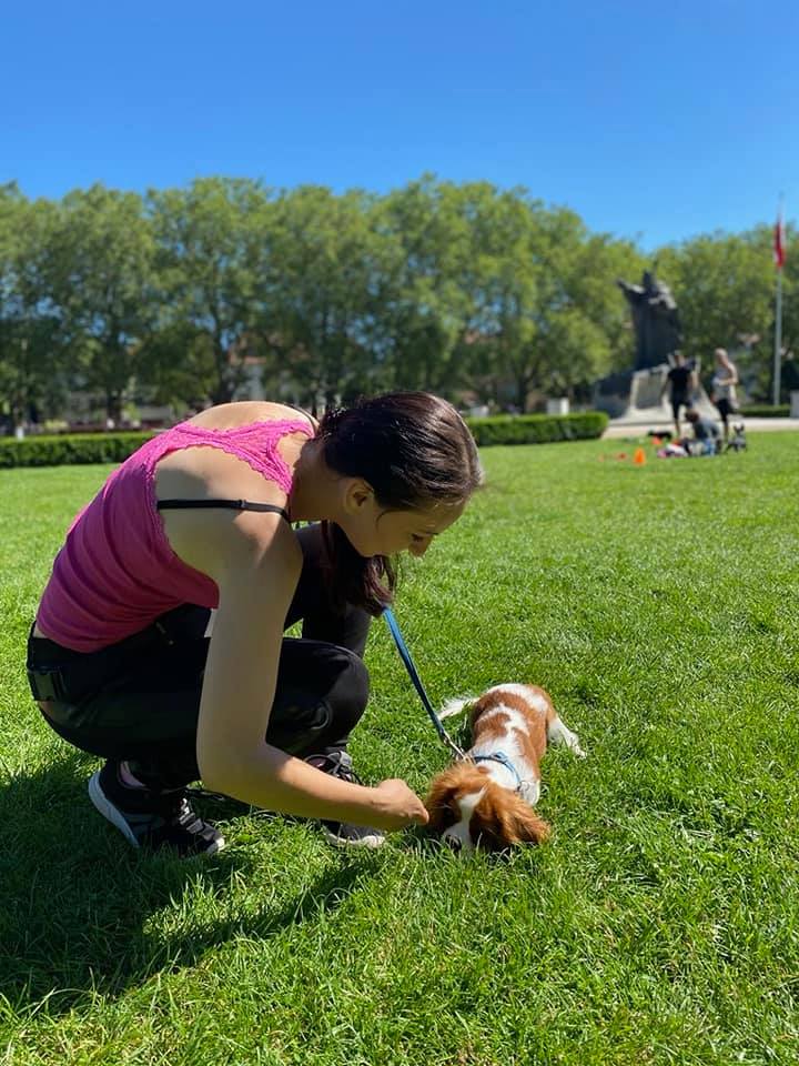 Kurs posłuszeństwa dla psów w Szczecinie