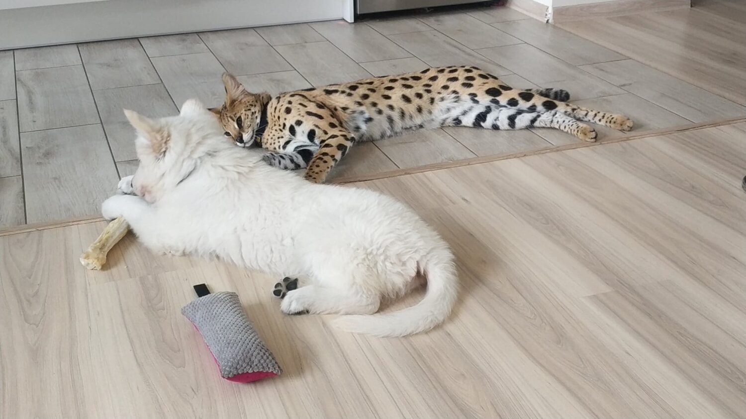 Serwal afrykański w domowym otoczeniu