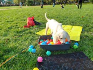 Szkolenie szczeniąt Szczecin - Psie Przedszkole