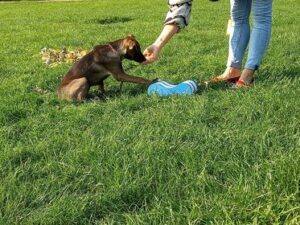 Pozytywne metody szkolenia psa w Szczecinie