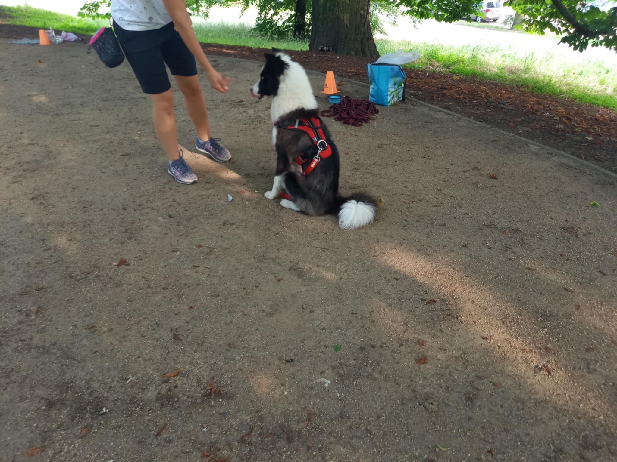 Paula Dzikowicz-Proć prowadzi szkolenie psa w Szczecinie
