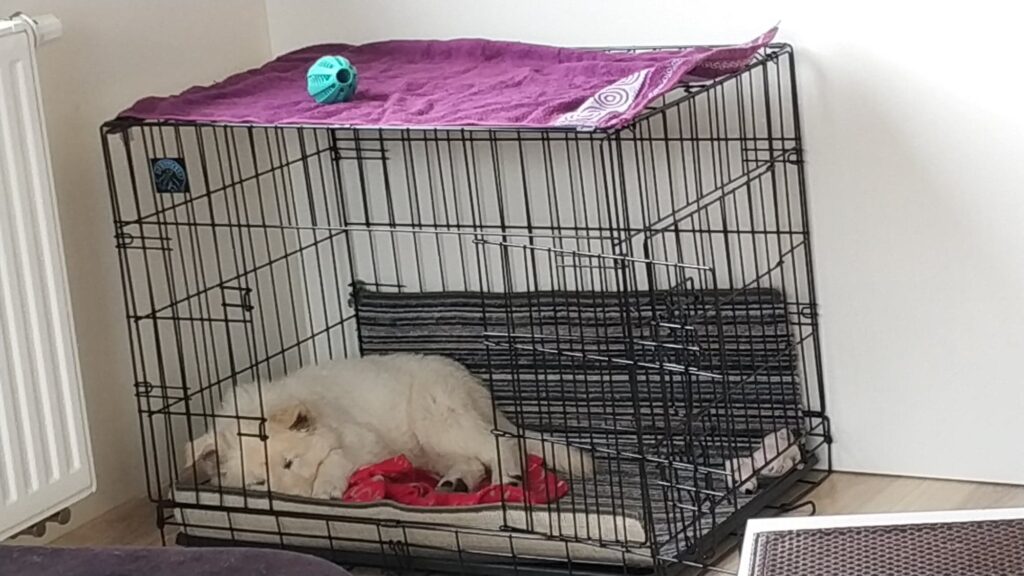 Szkolenie psa w terenie