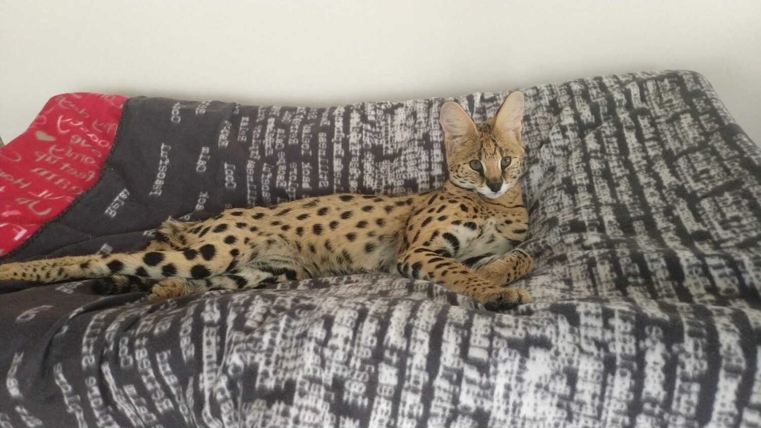 Serwal Afrykański - portret