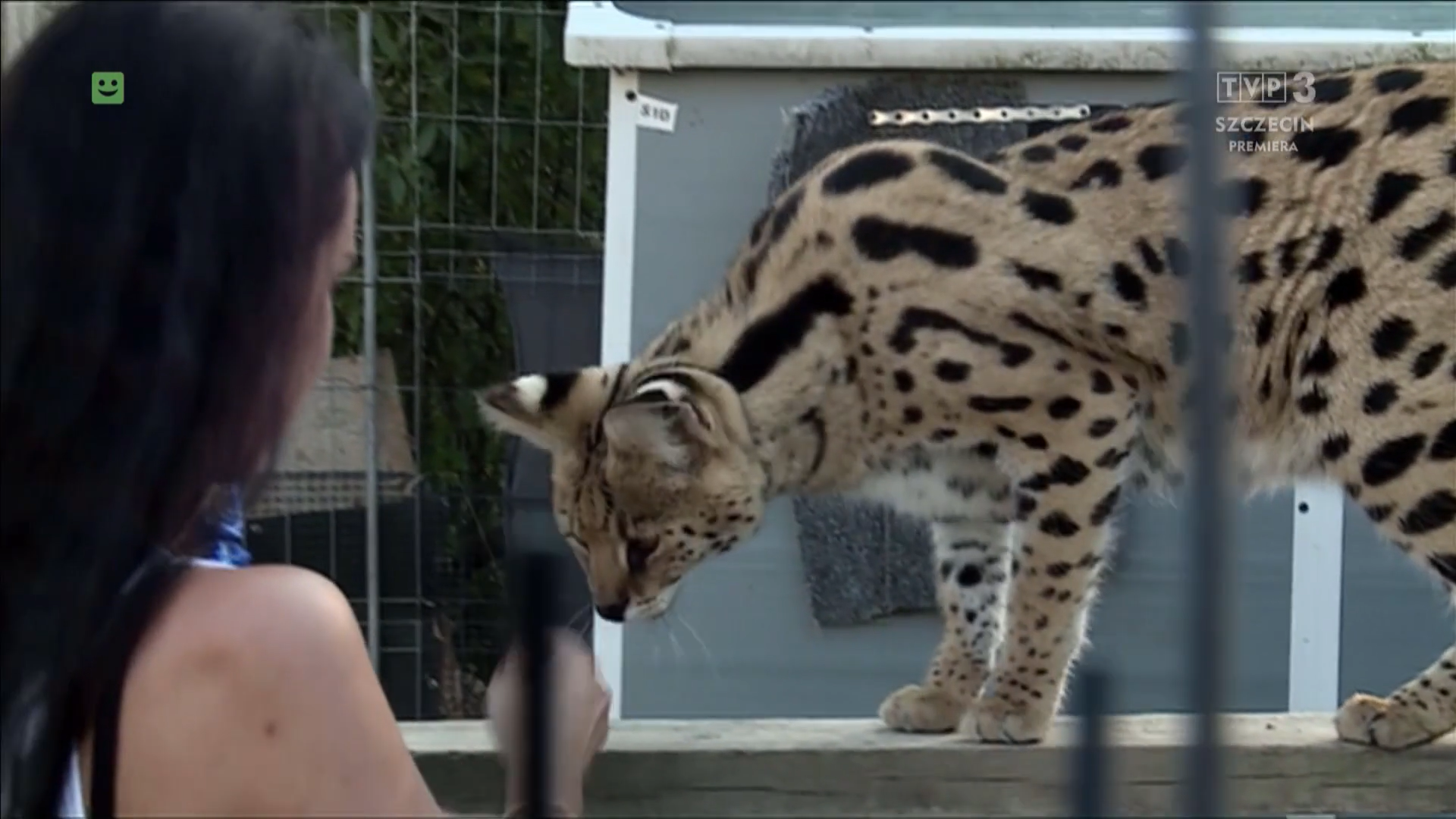 Przykładowa woliera dla serwala afrykańskiego