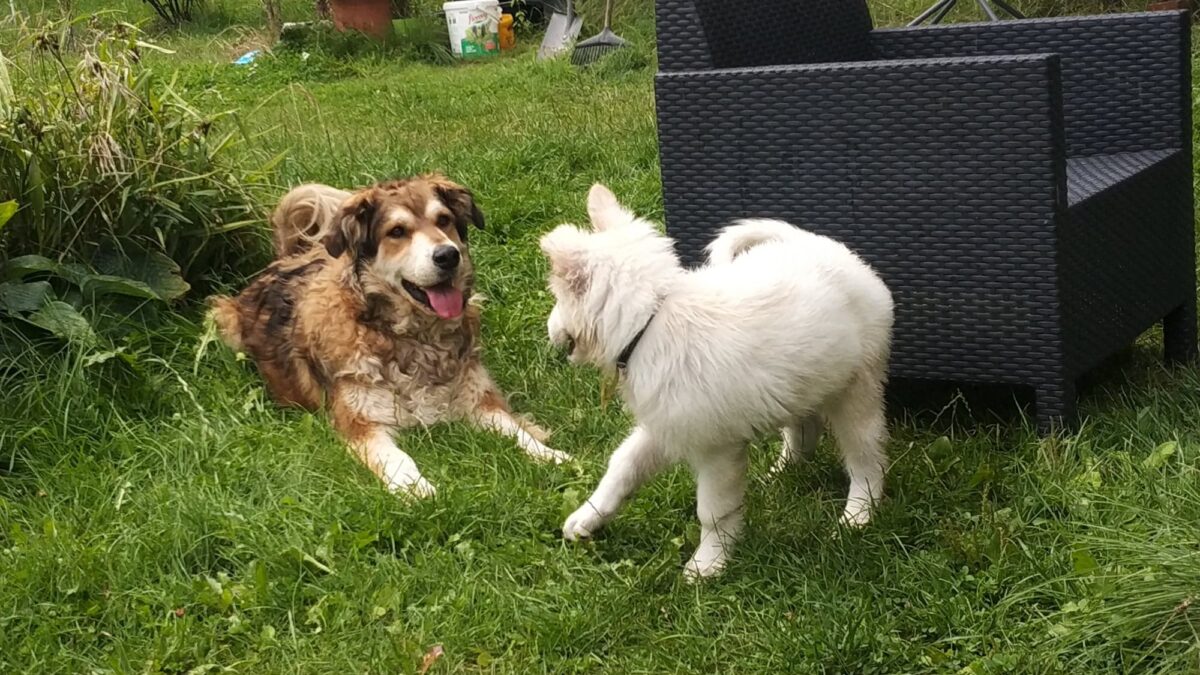 Korzyści z centrum wsparcia opiekuna psa