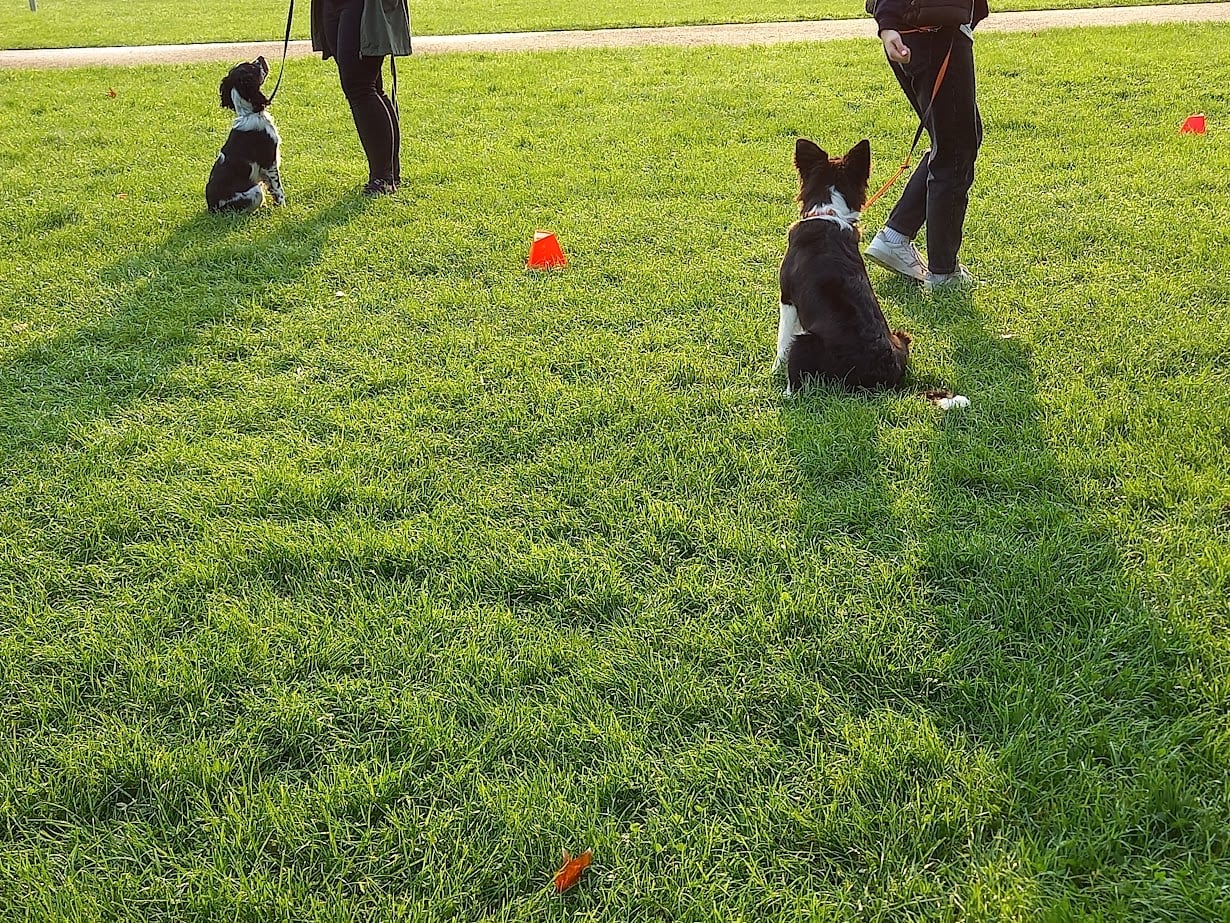 Szkolenia grupowe dla psów w Szczecinie