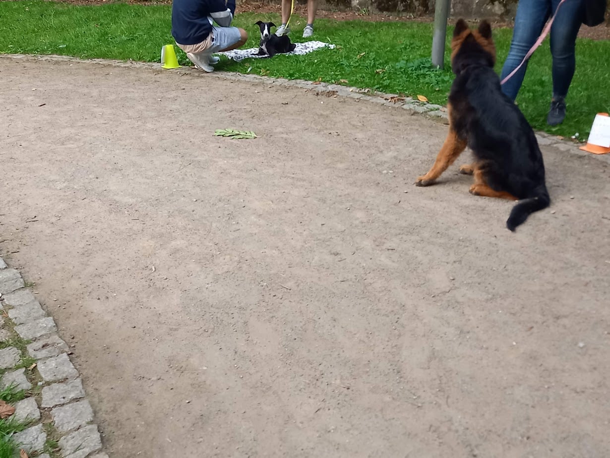 Spacery Socjalizacyjne