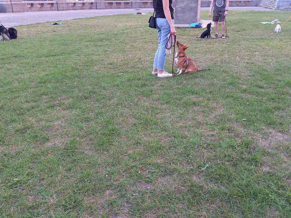 Spacery Socjalizacyjne