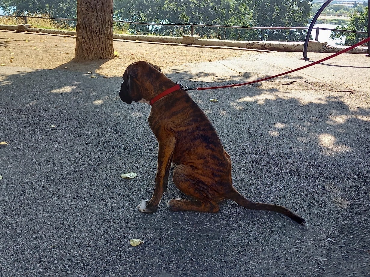 Spacery Socjalizacyjne