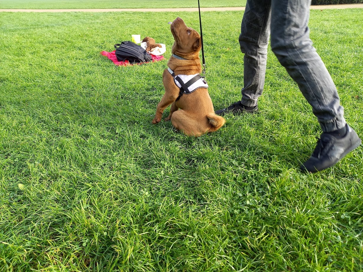 Spacery Socjalizacyjne