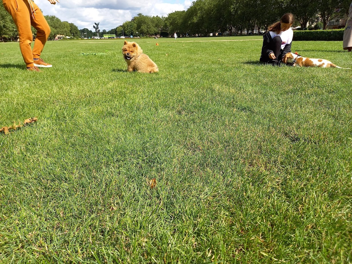 Spacery Socjalizacyjne