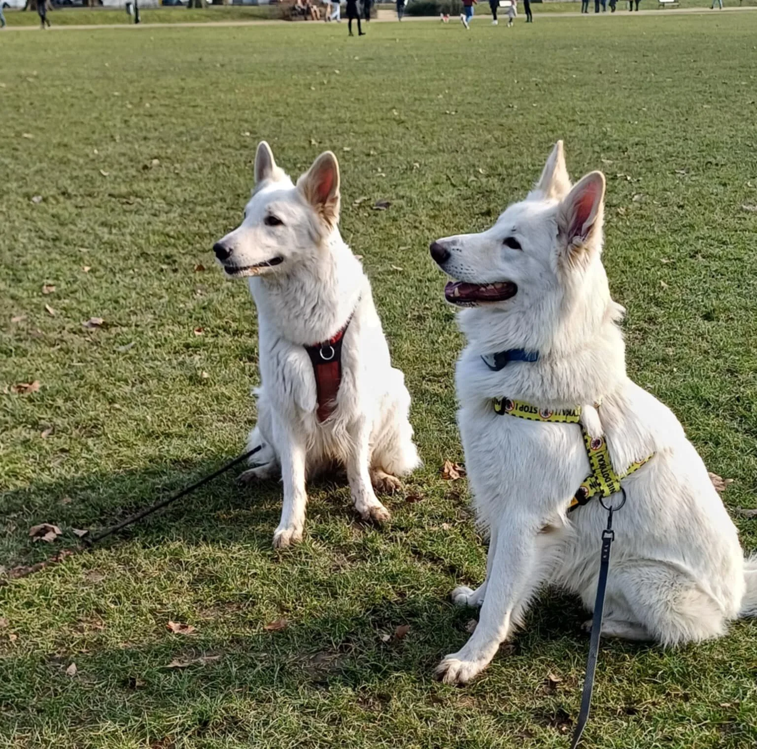 Spacer socjalizacyjny kilku psów z opiekunami w parku